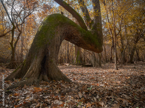 Native American trail marker tree
