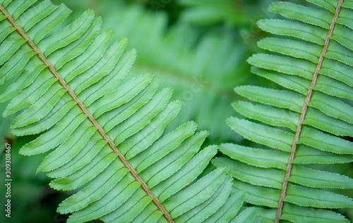 Fern leaves in green natural background. Selective focus.