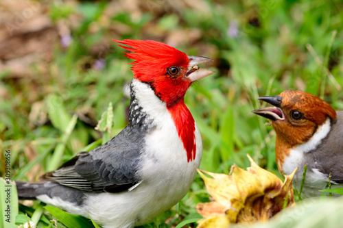 red-crested cardinal (Paroaria coronata) Male and Female