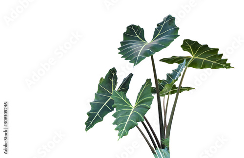 taro leaves isolated on white background