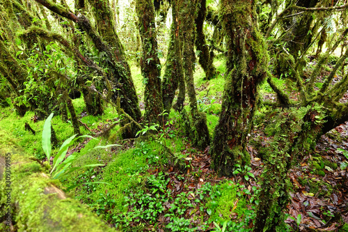 tree trunks and the ground covered with green moss in forest © nimon_t
