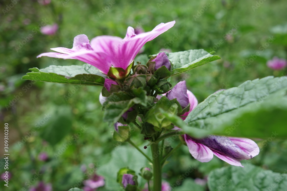 Fototapeta premium 夏の紫のマロウの花