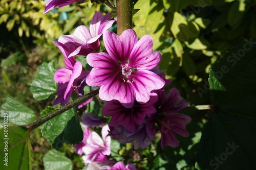 紫のマロウの花