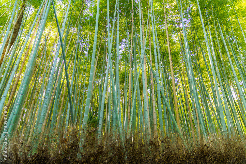 嵐山の竹林
