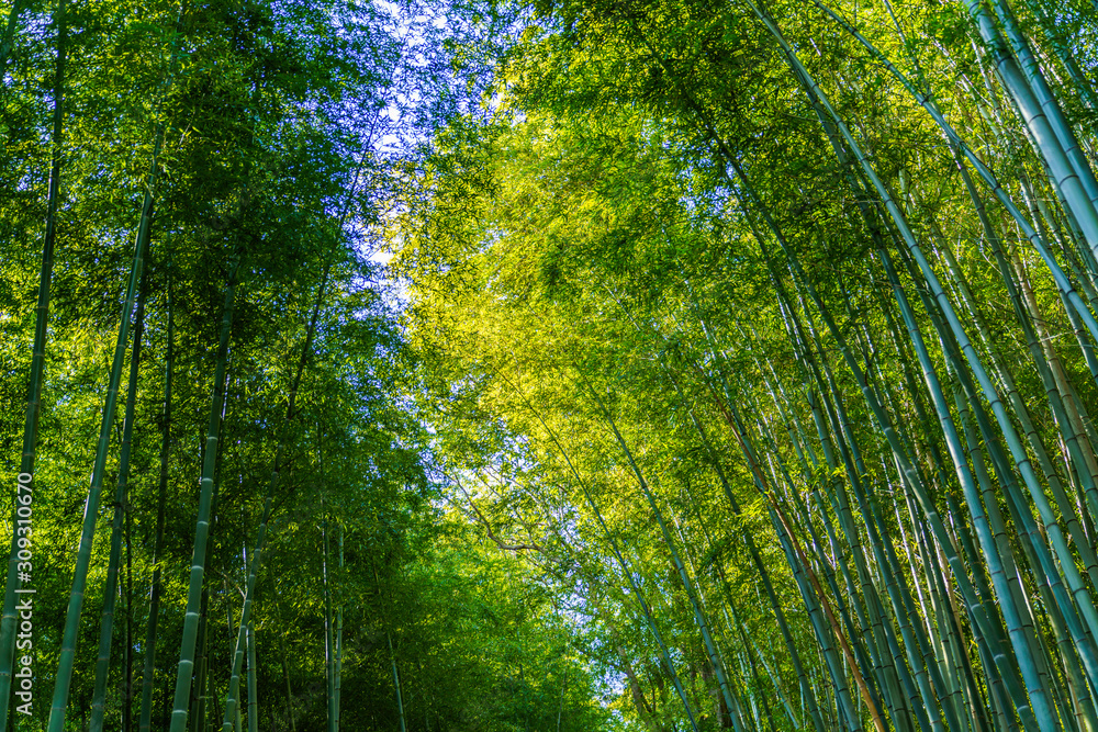 Fototapeta premium 嵐山の竹林