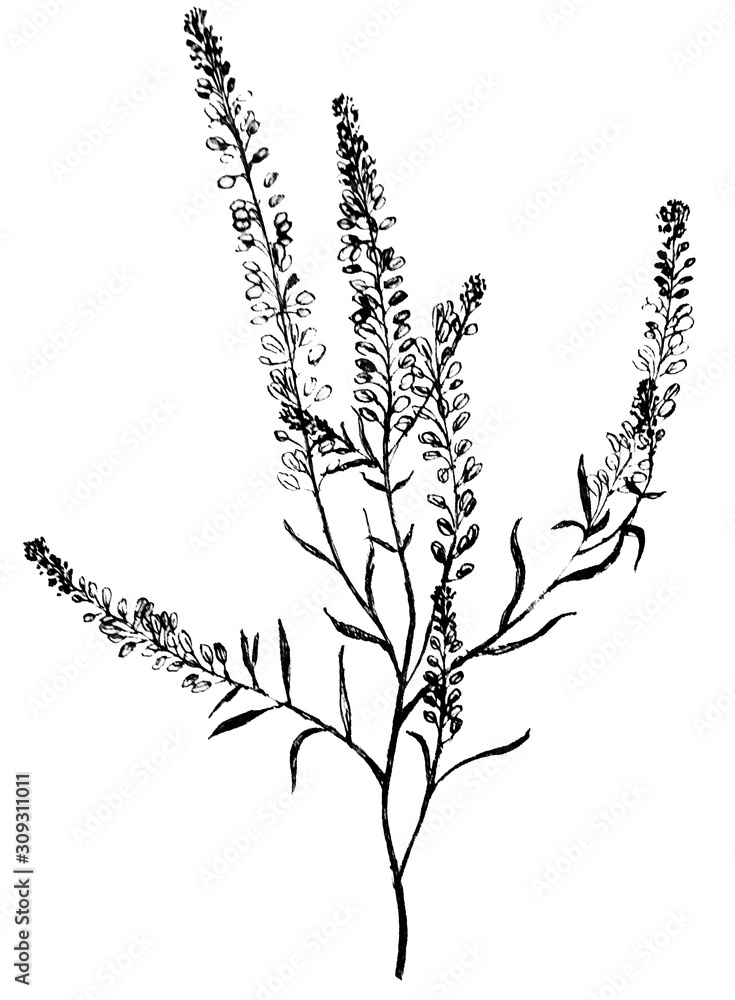 graphic illustration. grass, plant, weed, dried flower.