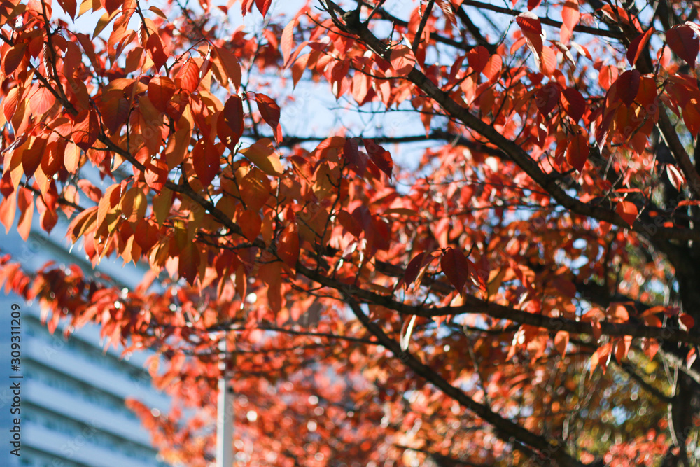 Fall leaves in spring Fall leaves in spring