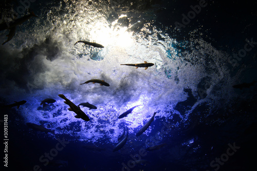  fish in the aquarium  