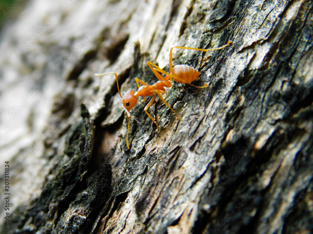Red ant (Oecophylla smaragdina) on wood bark Red ant (Oecophylla smaragdina) on wood bark