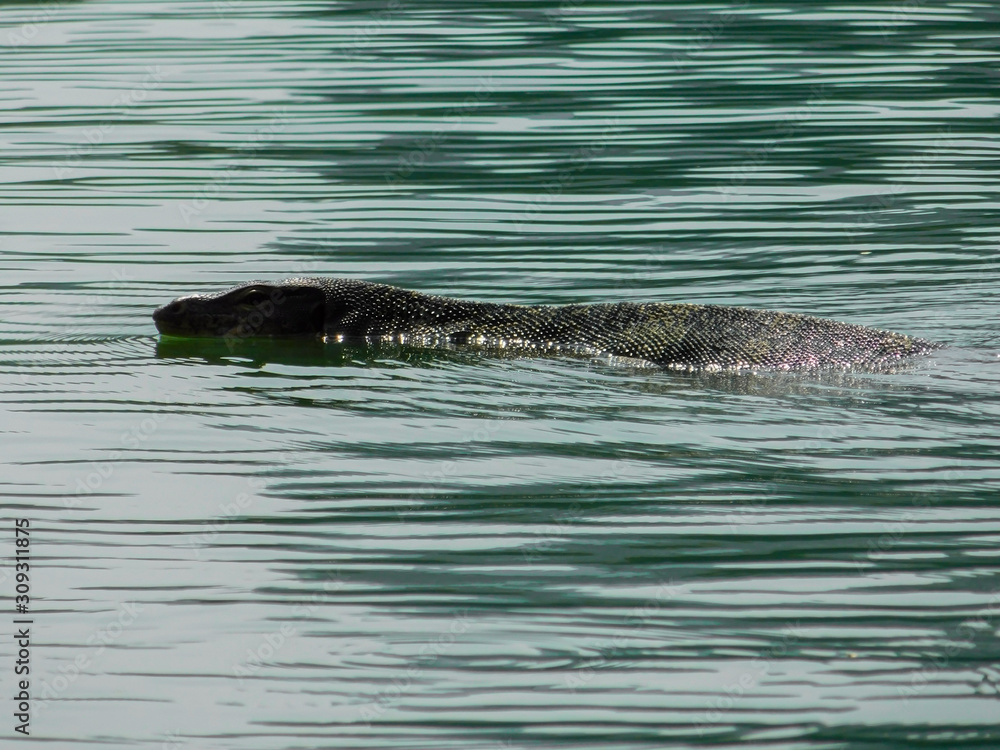 Obraz premium Lizard swim in the lake : Varanus salvator