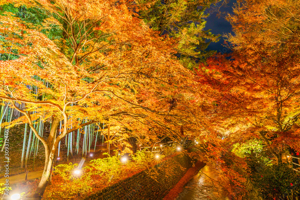 紅葉するモミジのライトアップ
