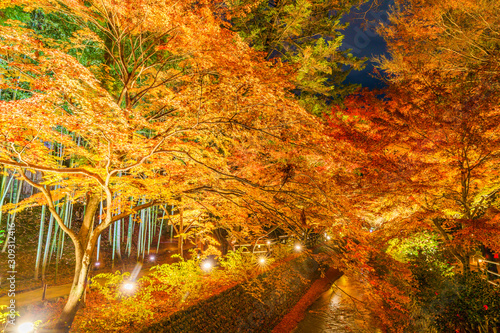 紅葉するモミジのライトアップ