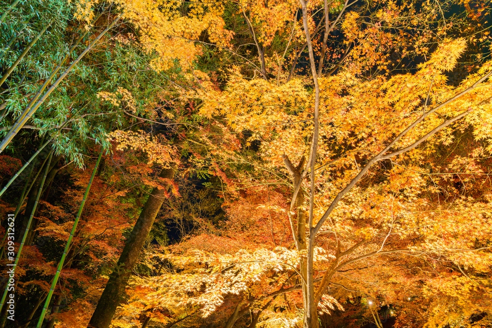 紅葉するモミジのライトアップ