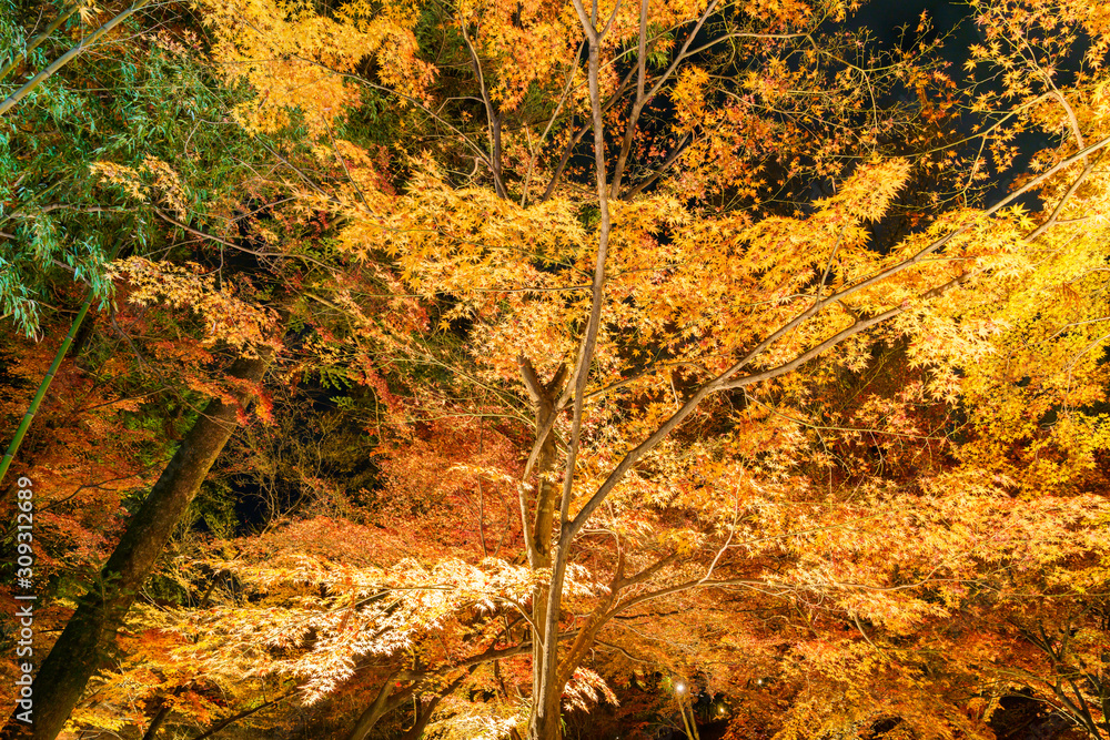紅葉するモミジのライトアップ