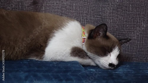Beautiful brown fur cat with white belly lay on the floor. Cat sleepy in room, sleeping and relaxing inside room.
