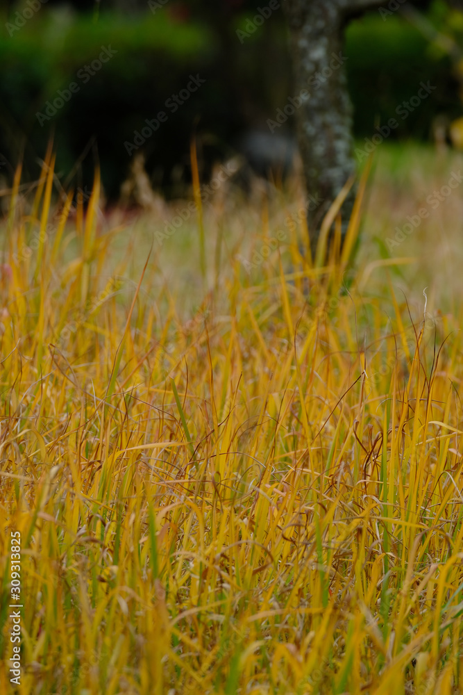 yellow grass in autumn