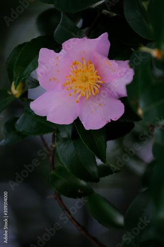 pink christmas camellia flower