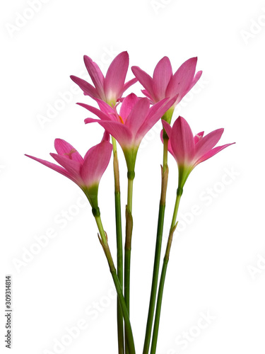 Zephyranthes flower isolated on white background. Zephyranthes lily or Pink flower for flower frame or other decoration. © PurMoon