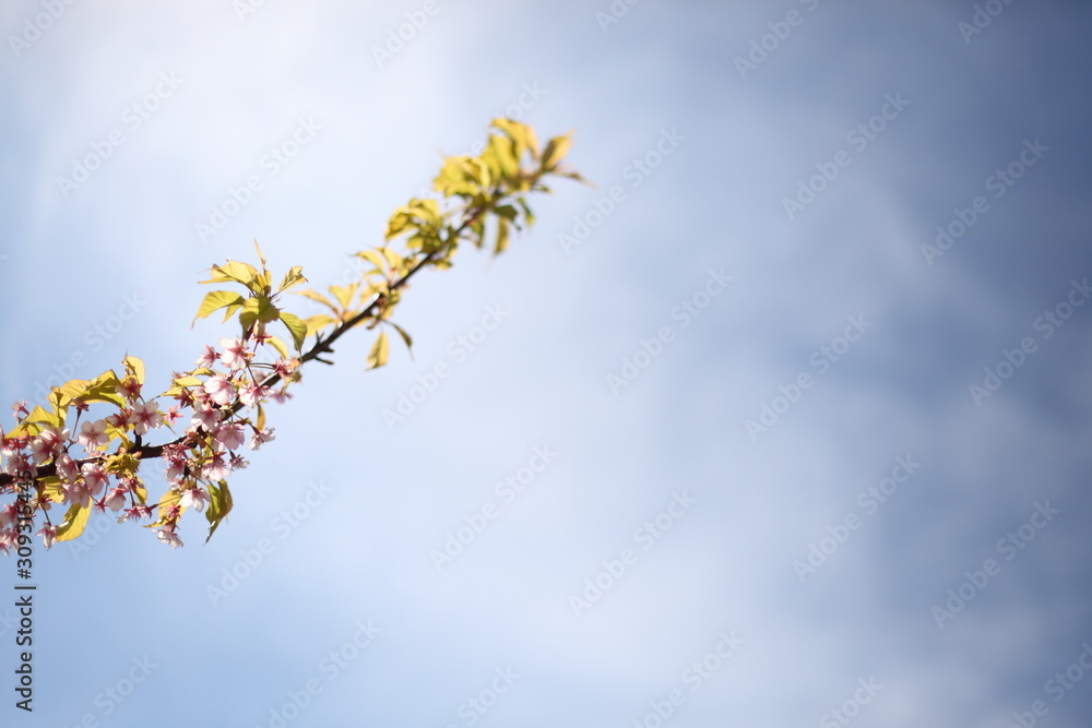 河津桜 河津桜