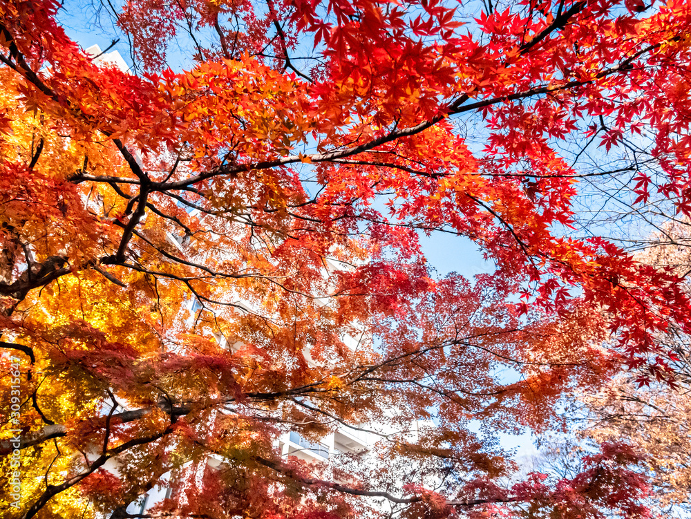 紅葉、秋、住宅、日本