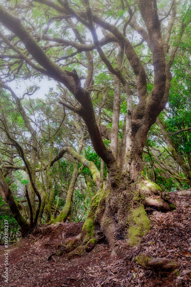 El árbol