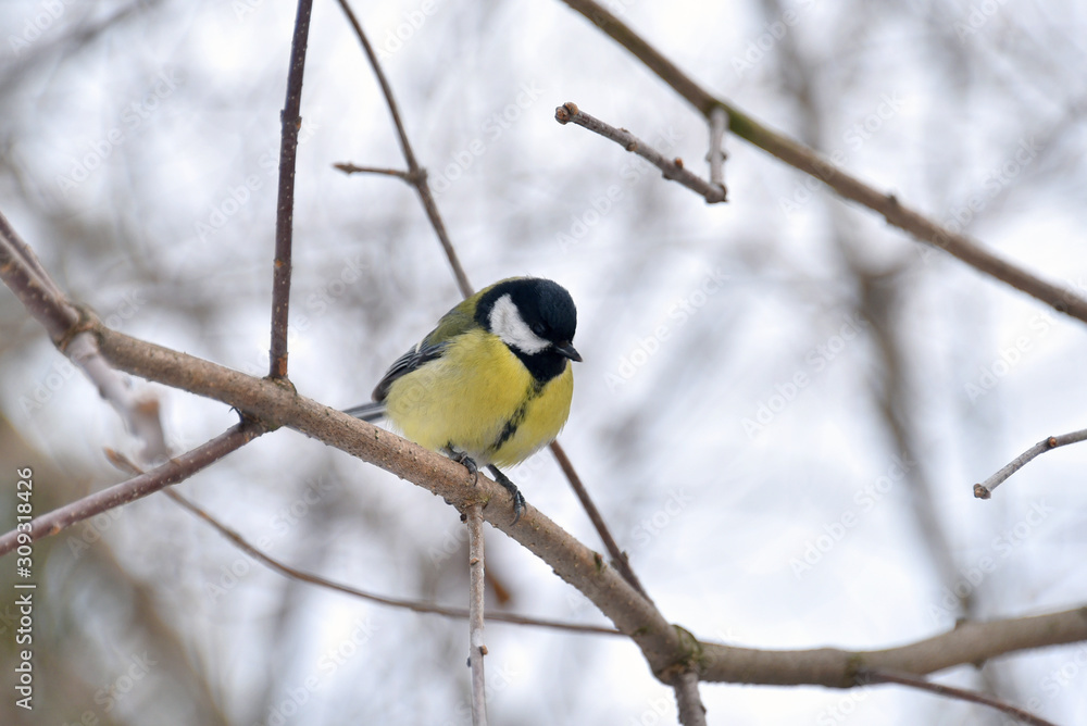 Cute tit in the winter park Cute tit in the winter park