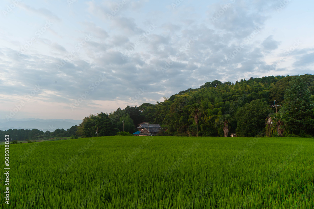 緑が美しい田園と早朝の空
