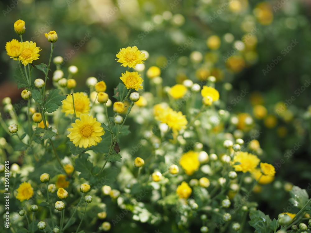Chrysanthemum yellow flower in nature blurred of background Scientific name Chrysanthemum morifolium Ramat Chrysanthemum yellow flower in nature blurred of background Scientific name Chrysanthemum morifolium Ramat