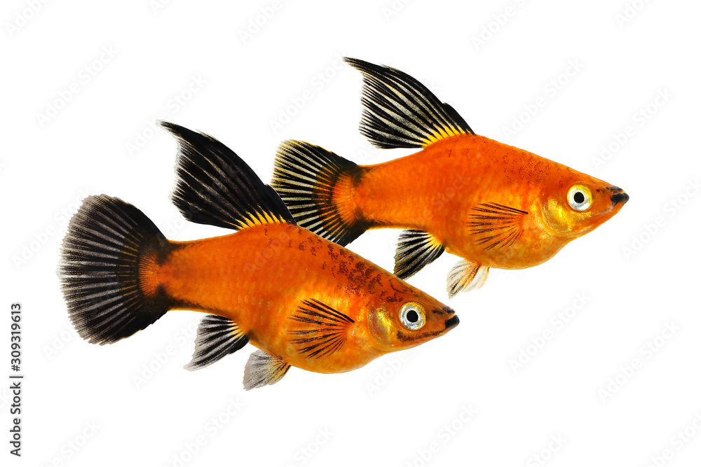 High Fin Red Wag Platy Xiphophorus Maculatus Platy aquarium fish High Fin Red Wag Platy Xiphophorus Maculatus Platy aquarium fish