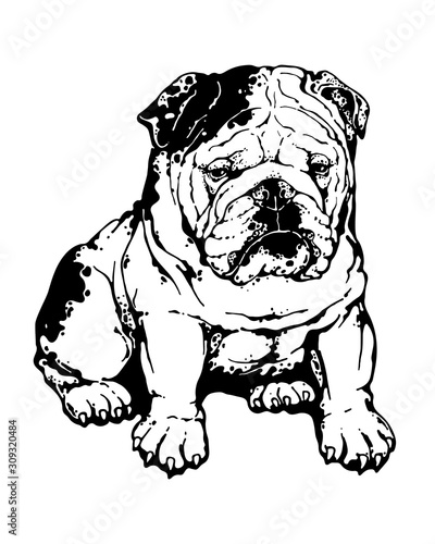 A sketch of a cute english bulldog