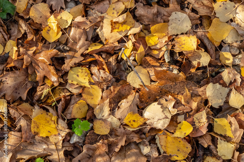 Yellow dry leaves lie on the ground.