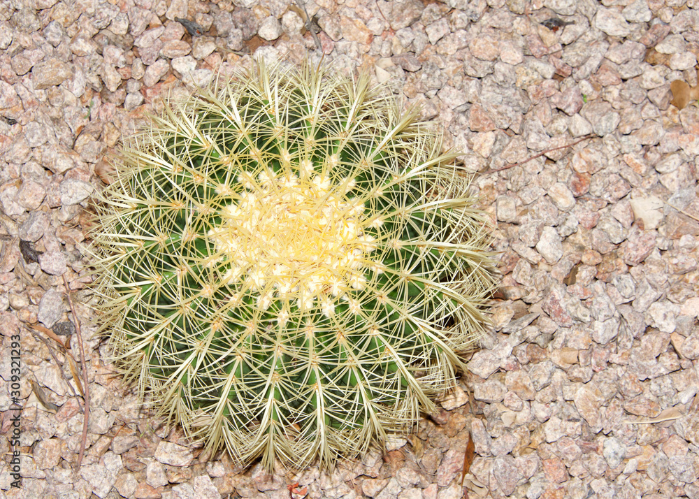 Mammillaria spinosissima, also known as the spiny pincushion cactus