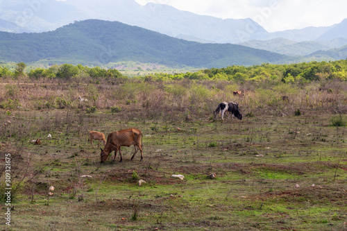 Cattle in a Cuban Farm during a sunny summer day. Taken near Trinidad, Cuba. © edb3_16