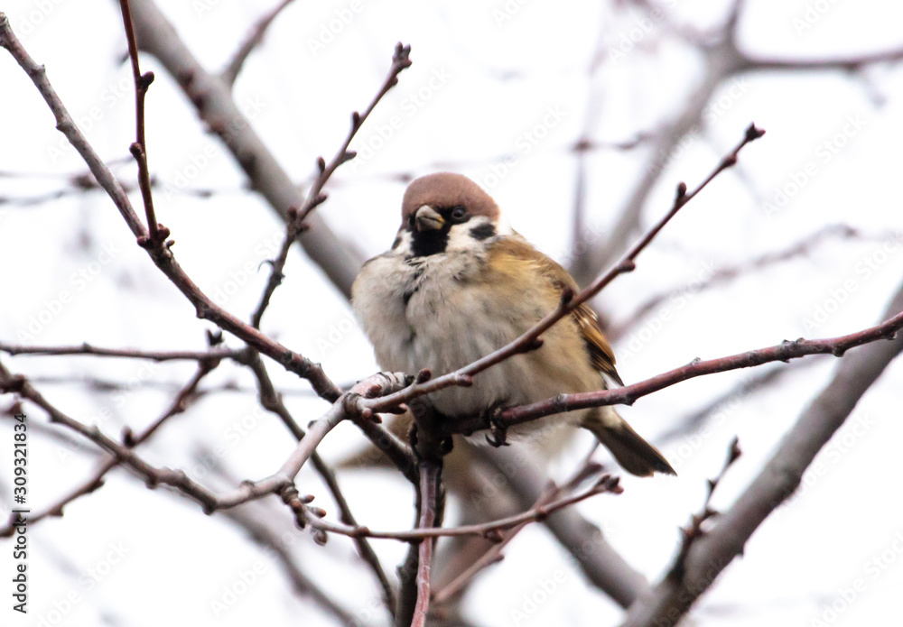 Sparrow on the branches of a tree Sparrow on the branches of a tree