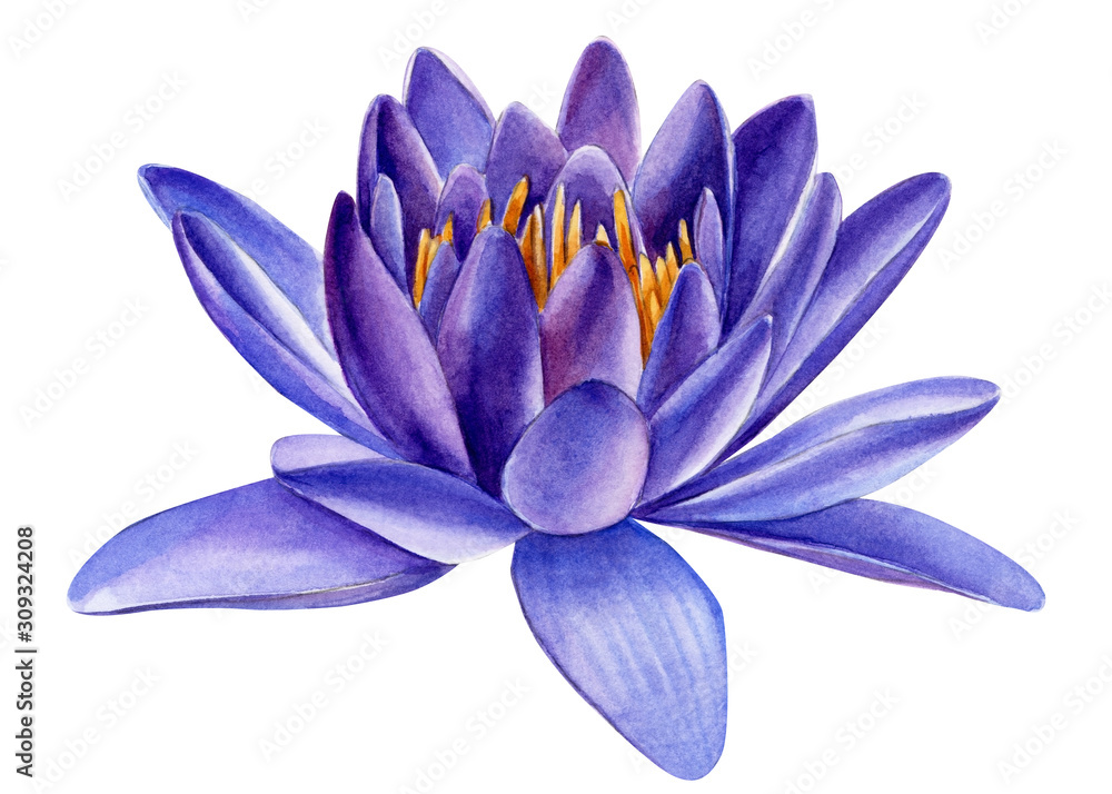 flowers purple lotuses, buds, seeds on an isolated white background, watercolor botanical painting, tropical plants.