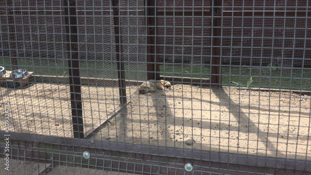 hamster and meerkat animals in zoo cages. Zoom in vídeo de Stock | Adobe Stock