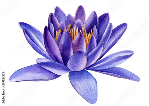 flowers purple lotuses, buds, seeds on an isolated white background, watercolor botanical painting, tropical plants.