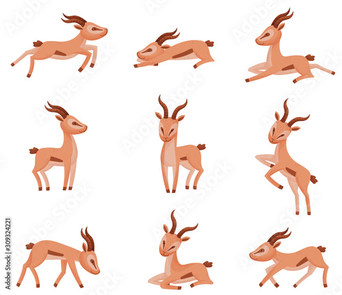 African Wild Brown-tailed Gazelle with Horns Vector Set photo