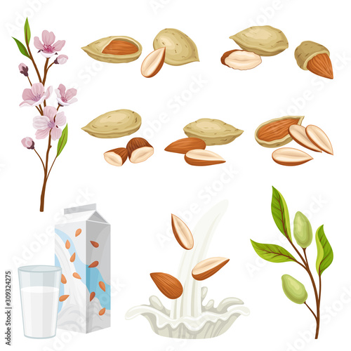 Almonds Plant and Nuts in Shell Vector Set