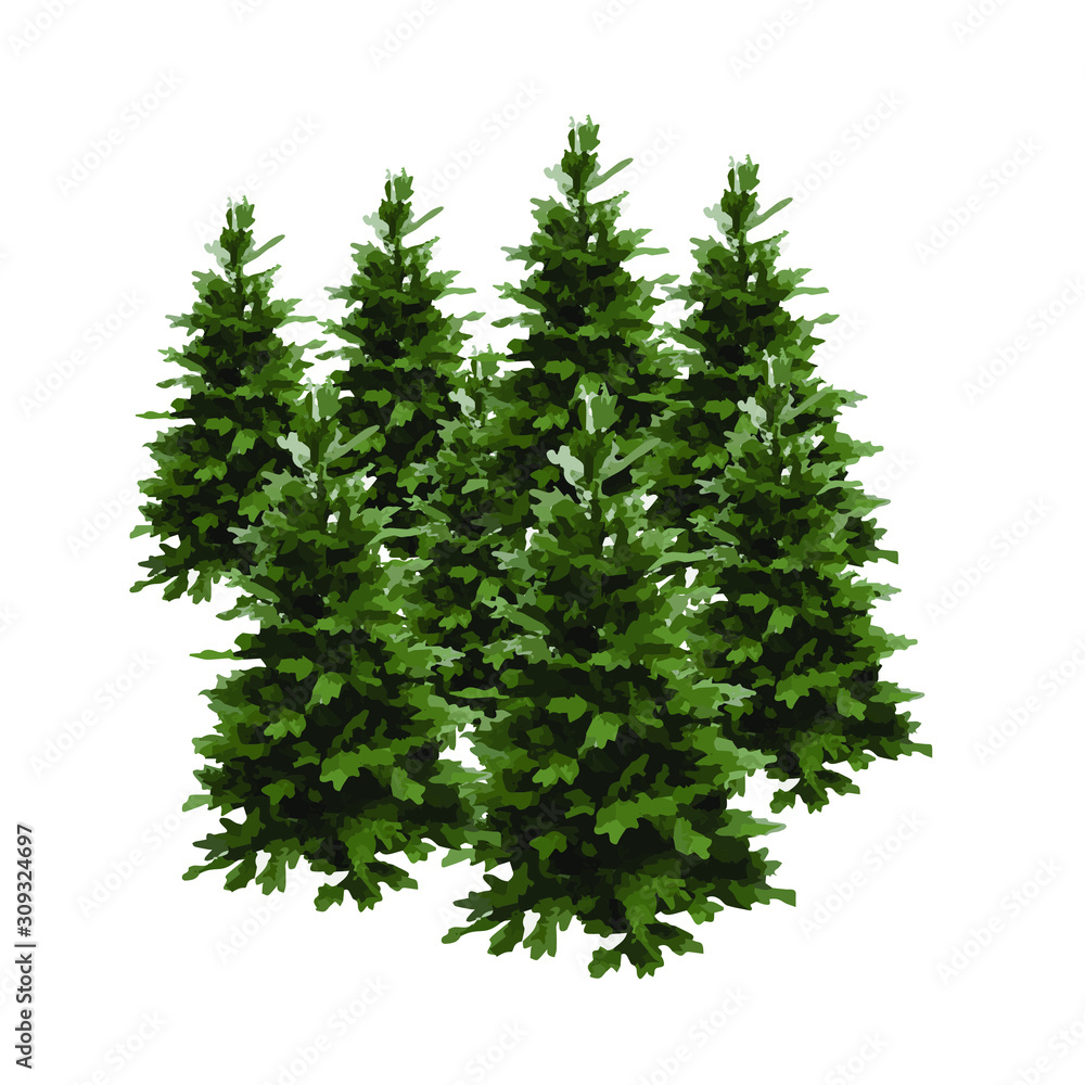 pine tree vector illustration isolated on white background. Realistic pine tree illustration. Vector element for creating your design and illustrations. Winter tree. pine tree vector illustration isolated on white background. Realistic pine tree illustration. Vector element for creating your design and illustrations. Winter tree.