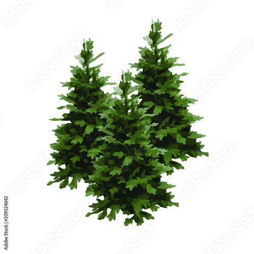 Cristmas pine tree vector illustration isolated on white background. Realistic pine tree illustration. Vector element for creating your design and illustrations. Winter tree.
