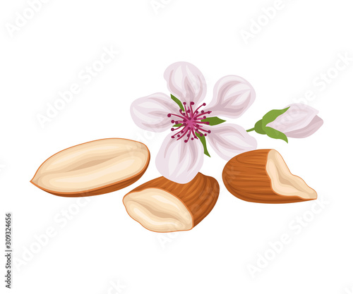 Raw Peeled Almond and Bloomed Flower Isolated on White Background Vector Item