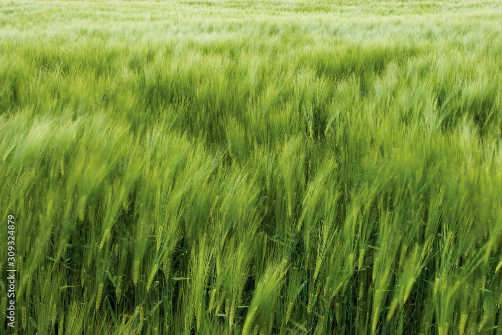 The green field of the wheat