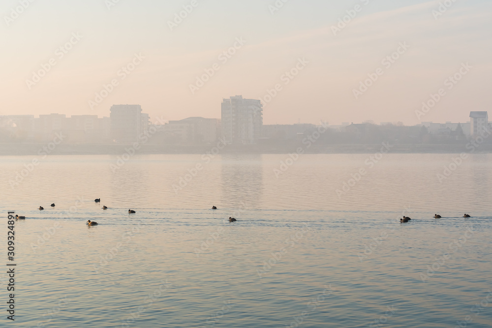 Fototapeta premium A Group of Birds Swimming along the Lake at Sunrise