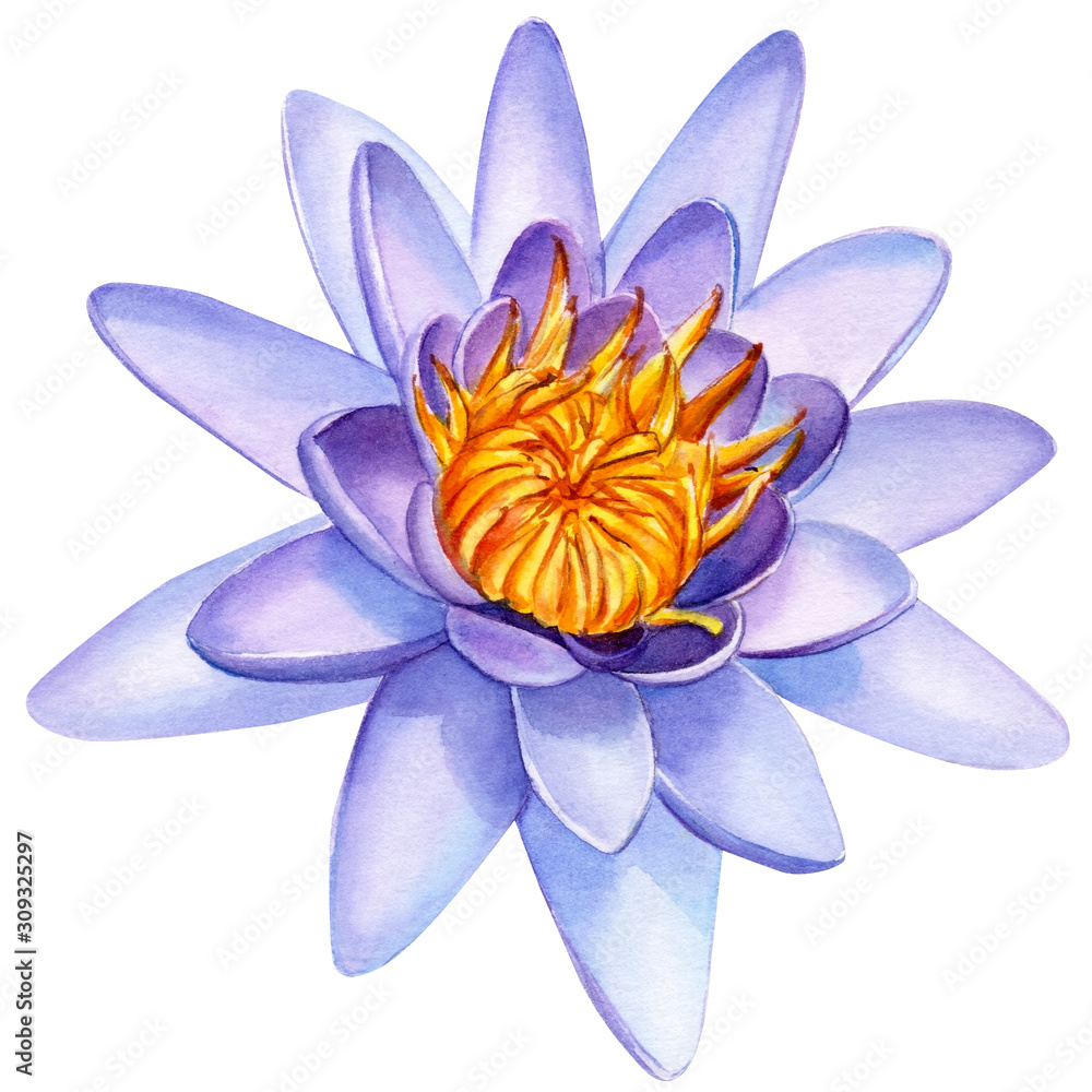 flowers purple lotuses, buds, seeds on an isolated white background, watercolor botanical painting, tropical plants. flowers purple lotuses, buds, seeds on an isolated white background, watercolor botanical painting, tropical plants.