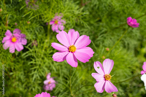 Close up of Cosmos Flower  Cosmos Garden.