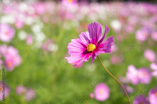 Close up of Cosmos Flower  Cosmos Garden.