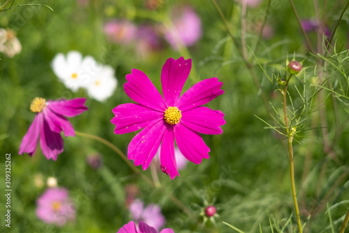Close up of Cosmos Flower, Cosmos Garden.