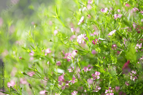 Delicate Pink Gypsophila flower blooming