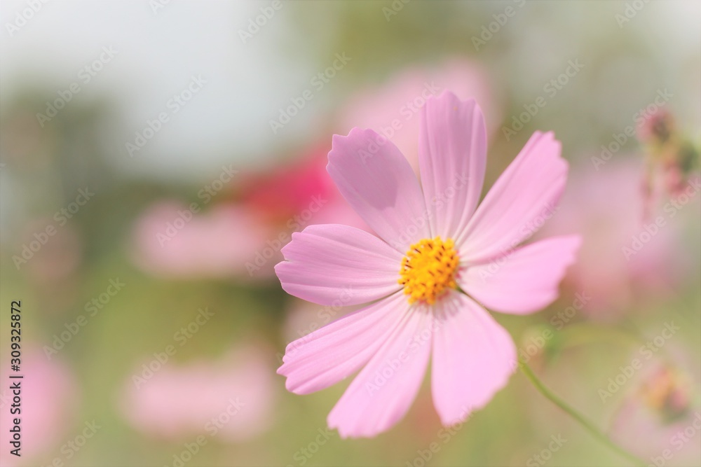pink cosmos flower 